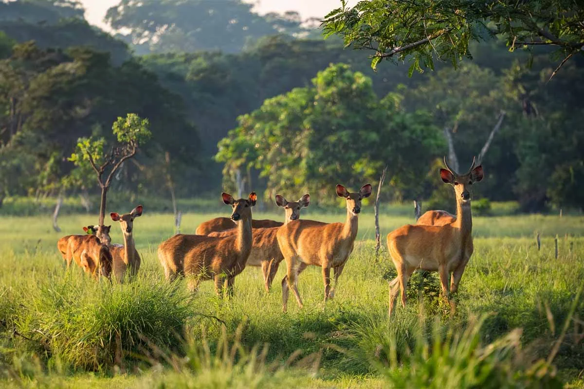 Barnawapara Wildlife Sanctuary